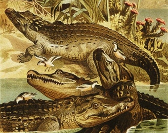 1895 Antique lithograph of NILE CROCODILES. Egpytian Crcodiles. Reptiles. 129 years old print