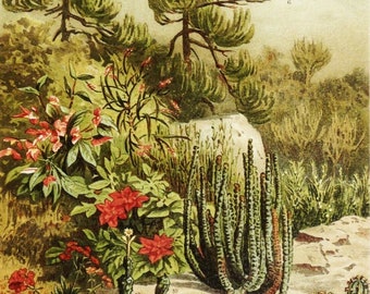 Litografia antiga de 1897 representando plantas do gênero Euphorbia. Euphorbiaceae. Gravura botânica. Gravura com 129 anos.
