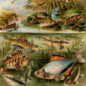 1897 Antique lithograph of FRESHWATER FISHES and AMPHIBIANS. Fish. Fishing. 127 years old print