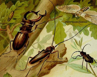 1897 Antique lithograph of INSECTS, ENTOMOLOGY, different species. Beetles. Butterflies. Moths. Stag Beetle. Coleoptera. 129 years old print