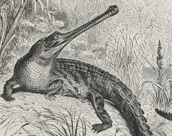 1897 Antique print of CROCODILES, different species. Alligator. Caiman, Gharial. 127 years old engraving