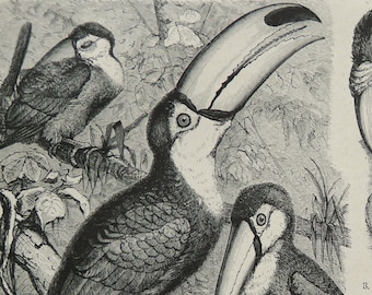 1895 Antique print of EXOTIC BIRDS, different species. Toucan. Quetzal. Hornbill. Ornithology. Tropical Birds. 131 years old engraving.
