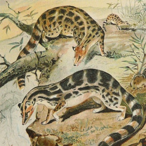 1890 Antique lithograph of BANDED LINSANGS. Big Cat. Genet. Southeast Asia fauna. Indonesia. 134 years old print.