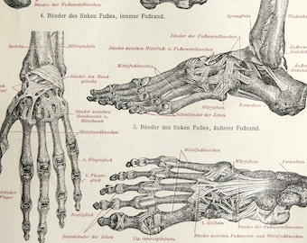 1897 Antique print of HUMAN BONES. Human Anatomy. Skeleton. Feet. Hands. Ligaments. Medicine. Doctor gift. 127 years old engraving.