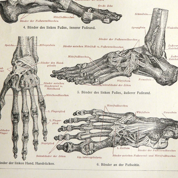 1897 Antique print of HUMAN BONES. Human Anatomy. Skeleton. Feet. Hands. Ligaments. Medicine. Doctor gift. 127 years old engraving.