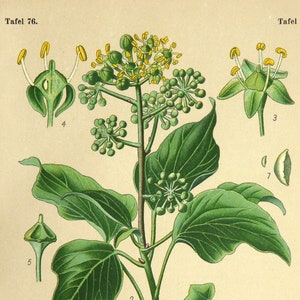 Litografía botánica antigua de 1900 de una PLANTA DE HIEDRA COMÚN. Planta venenosa. Hierba medicinal. Jardinería. Botánica. Impresión de 124 años de antigüedad.