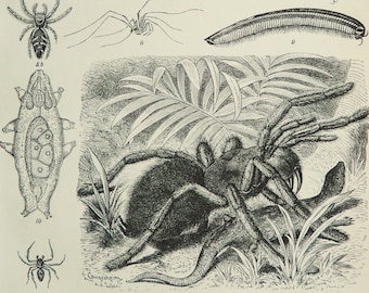 1895 Antique print of ARACHNIDS, different species. Spiders. Scorpion. Natural History. 129 years old engraving.
