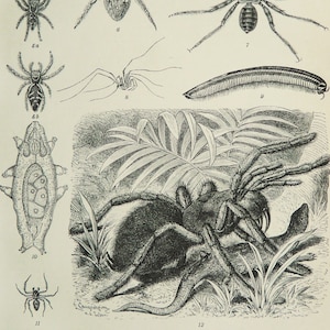 1895 Antique print of ARACHNIDS, different species. Spiders. Scorpion. Natural History. 129 years old engraving.