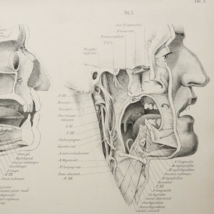 1879 Antique lithograph of HUMAN ANATOMY. HEAD, Muscle and Nerves, Bones. Skull. Neck. Surgery. Medicine. Doctor Gift. 145 years old print.