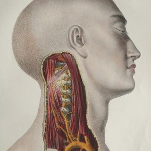 1867 Antique engraving of HUMAN ANATOMY: HEAD, Neck. Surgery. Doctor Gift. Medicine. Nerves. Muscles. 157 years old print.