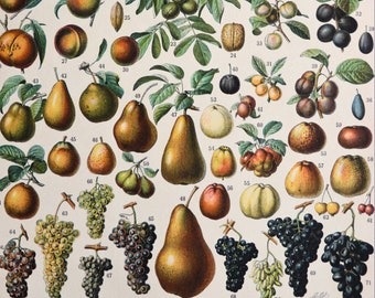 1900 Antique lithograph of FRUITS, different species. Kitchen Decor. Pears. Grapes. Apples. Cherries. Peaches. Botany. 124 years old print