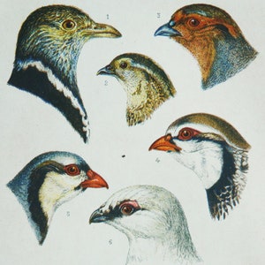 1870 Antique lithograph of BIRDS, ORNITHOLOGY. Game Birds. Hunting. Natural History. Biology. 154 years old print.