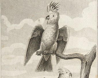 1830 Grabado antiguo de LOROS. Cacatúa. Lori. Aves exóticas. Aves tropicales. Ornitología. Impresión de 196 años.