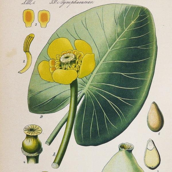 1885 Antique botanical print of a YELLOW WATER-LILY. Aquatic Plant. Brandy-bottle plant. Botany. 139 years old engraving.