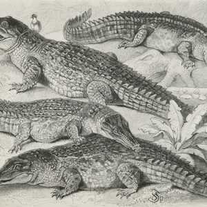 May include: Detailed monochrome illustration of several crocodiles in different positions. One crocodile has its mouth open, with two small birds perched on its head. The image shows the reptiles' textured skin and body shapes.
