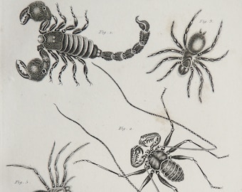 1860 Antique engraving of SPIDERS, ARACHNIDS, different species. Tarantula. Scorpion. Natural History. 164 years old print.