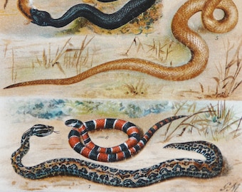 May include: An illustration of seven different types of snakes. The snakes are depicted in various colors and patterns, including black, brown, green, and red. The illustration is set against a white background with a light blue border.