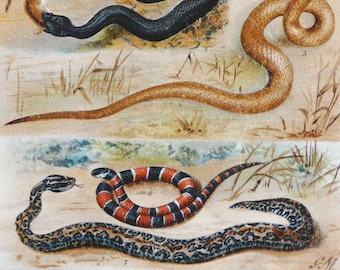 1895 Antique lithograph of VENOMOUS SNAKES. VIPERS. Coral Snake. Cobra. Reptiles. 129 years old print.