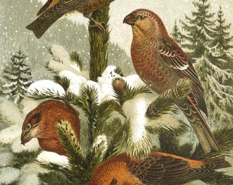 1890 Antique lithograph of SONGBIRDS in WINTER, different species. Colorful Birds.Snowy Tree. Ornithology. 136 years old print.