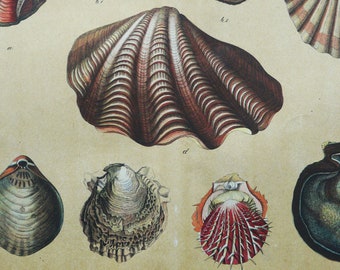 1880 Antique lithograph of SEASHELLS, BIVALVES, MOLLUSCSS. Sea Life. Shells. Mollusks. Sea Organisms. Natural History. 144 years old print