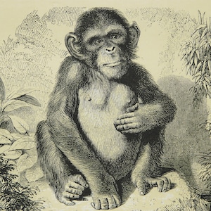 May include: A black and white illustration of a chimpanzee sitting on a rock. The chimpanzee is looking directly at the viewer with a serious expression. The chimpanzee is surrounded by foliage.
