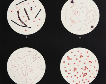 1895 Antique lithograph of BACTERIA, different types. Microorganisms. Bacterium. Medicine. Sciences. Doctors Gift. 129 years old print.