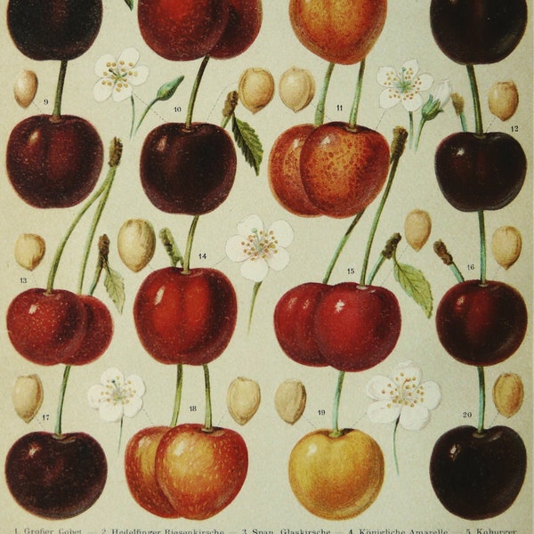 1897 Antique lithograph of CHERRIES, different species. Cherry. Fruits. Kitchen Decor. Botany. 127 years old engraving.