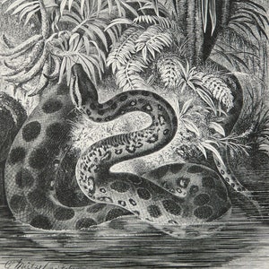 May include: A black and white engraving depicting a large spotted snake coiled in shallow water near a dense tropical forest. A bird with a prominent beak is perched on a branch above the snake, surrounded by ferns and palm-like foliage.