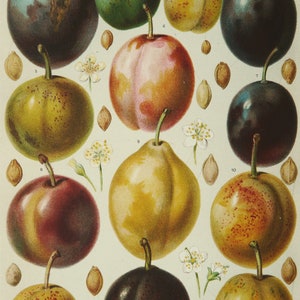1897 Antique lithograph of PLUMS, PRUNES, FRUITS. Kitchen Decor. Botany. Peaches. 127 years old engraving.