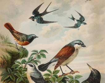 1895 Antique lithograph of BIRDS, different species. Swallows. Songbirds. Colorful Birds. Ornithology. 131 years old print.