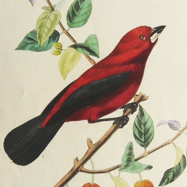 1840 Antike Gravur eines TANAGER VOGEL. Exotische Vögel. Tropische Vögel. Singvögel. Ornithologie. 154 Jahre alter Stich