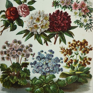 1895 Antique lithograph of FLOWERS, different species. Gardening. Flowering Plants. Houseplants. Botany print. 129 years old print.