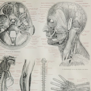 May include: Anatomy chart with detailed illustrations of the human nervous system. The image includes cross-sections of the head, a side profile, and diagrams of the spine, arm, hand, and foot, all in black and white.