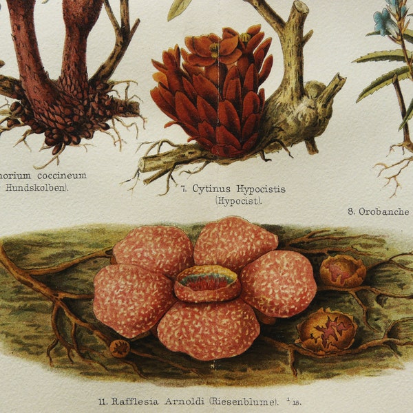 1897 Antique lithograph of PARASITIC PLANTS, different species. Botany. Gardening. Agriculture. Flowering Plants. 127 years old print.