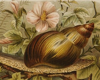 1897 Antique lithograph of GASTROPODS. SNAILS. SLUG. Sea Snails. Shells. Sea Life. Natural History. Biology. 127 years old print.