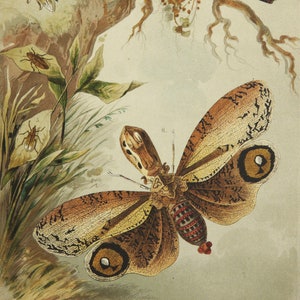 1889 Antike Lithographie von ZIKADEN, SCHMETTERLINGEN, INSEKTEN, verschiedene Arten. Nachtschmetterlinge. Motten. Entomologie. 134 Jahre alter Druck