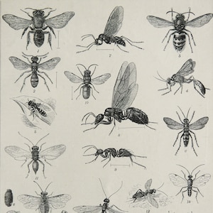 1895 Antique print of FLIES and MOSQUITOES, different species. Fly. Wasp. Bee. Mosquito. Insects. Entomology. 129 years old engraving.