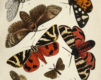 1910 Antique lithograph of NIGHT BUTTERFLIES, different species. Insects. Entomology. Colorful Butterflies. 114 years old print.
