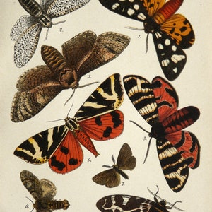 1910 Antike Lithographie NACHT-SCHMETTERLINGEN, verschiedene Arten. Insekten. Entomologie. Bunte Schmetterlinge. 114 Jahre alter Druck.