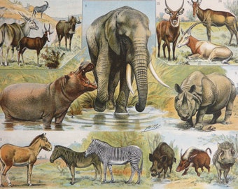 1900 Antique lithograph of WILD ANIMALS. Elephant. Zebra. Tapir. Deer. Tiger. Leopard. Monkeys. Rhinoceros. Wolf. Bear. 124 years old print 1900 Antique lithograph of WILD ANIMALS. Elephant. Zebra. Tapir. Deer. Tiger. Leopard. Monkeys. Rhinoceros. Wolf. Bear. 124 years old print