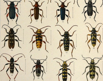 1890 Antique lithograph of INSECTS, BEETLES, different species. Entomology. Coleoptera. Natural History. Zoology. 136 years old print.