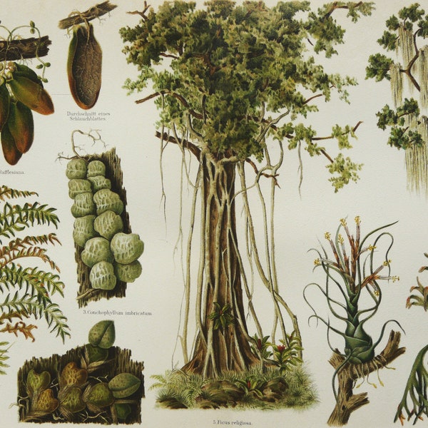 1897 Antique lithograph of EPIPHYTE PLANTS. EPIPHYTES. Mosses. Orchids. Lichens. Liverworts. Gardening. Botany. 127 years old print.