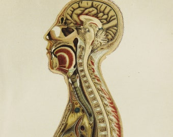 1895 Antique lithograph of HUMAN ANATOMY. Vertebral Column. Brain. Medicine. Neurology. Doctor Gift. 129 years old print