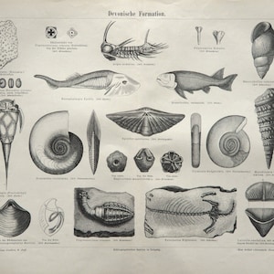 1890 Antiker Druck von FOSSILEN, PALEONTOLOGIE. Ausgestorbene Tiere. Dinosaurier. Jura Tiere. Skelette. Muscheln. 134 Jahre alter Stich.