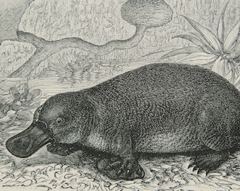 1897 Antique print of MONOTREMES: ECHIDNA, PLATYPUS. Australian Animals. Fauna. Zoology. 127 years old engraving