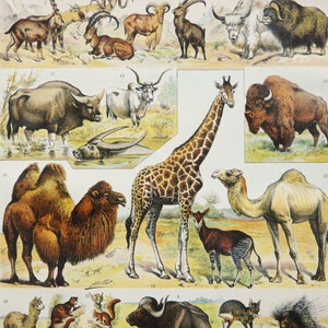 Antik litografi från 1900 av VILDA DJUR, olika arter. Giraff, kamel, bisonoxe, buffel, lama, okapi, sengångare, björn... 126 år gammalt tryck