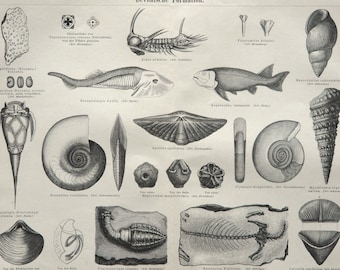 1890 Antique print of FOSSILS, PALEONTOLOGY. Extinct Animals. Dinosaurs. Jurassic Animals. Skeletons. Seashells. 136 years old engraving.