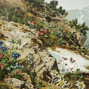 1897 Lithographie ancienne PLANTES et FLEURS DES ALPINS. Plantes de montagne. Impression botanique. Impression vieille de 129 ans.