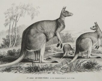 Antyczna litografia z 1849 roku przedstawiająca RODZINĘ KANGURÓW RUDYCH. Fauna Australii. Zwierzęta. Historia naturalna. Zoologia Orbigny'ego. Druk sprzed 177 lat.