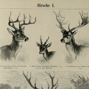 1897 Antique print of DEERS, different species. Deer Antlers. Raindeer. 127 years old engraving. image 2